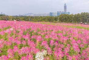 流花山花海