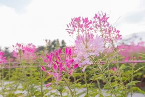 流花山花海