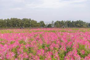流花山花海