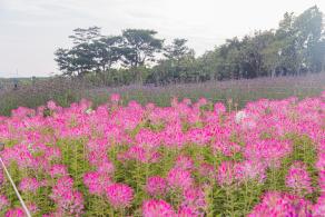 流花山花海