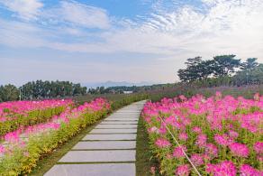 流花山花海