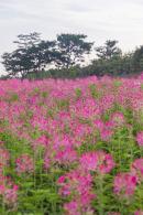 流花山花海