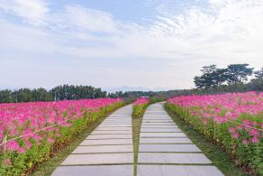 流花山花海