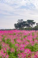 流花山花海