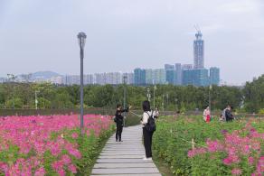 流花山花海