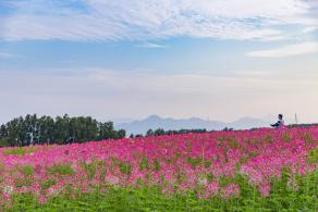 流花山花海