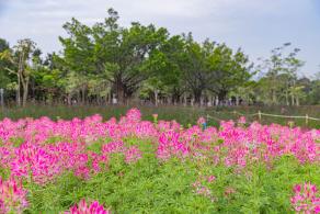 流花山花海