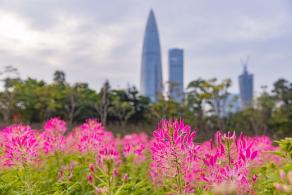 流花山花海