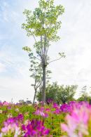 流花山花海