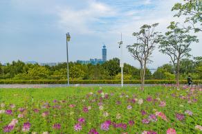 流花山花海