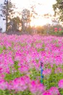 流花山花海