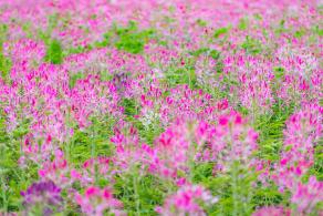 流花山花海
