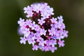流花山花海