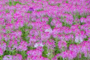 流花山花海