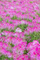 流花山花海