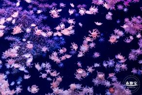 珠海长隆海洋王国