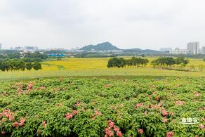 2020光明小镇欢乐田园
