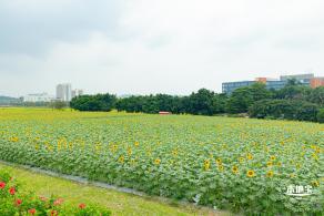 2020光明小镇欢乐田园