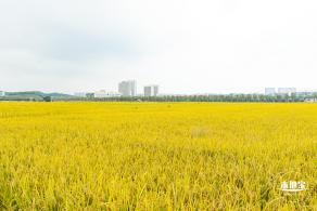 2020光明小镇欢乐田园