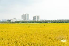 2020光明小镇欢乐田园