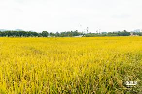 2020光明小镇欢乐田园