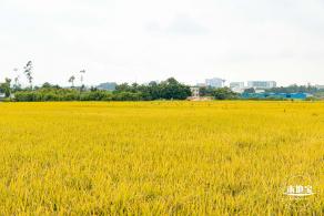 2020光明小镇欢乐田园