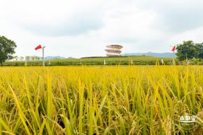 2020光明小镇欢乐田园