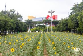 市民中心向日葵