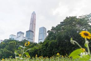 市民中心向日葵