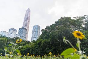 市民中心向日葵