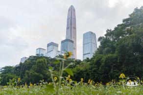 市民中心向日葵