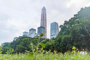 市民中心向日葵