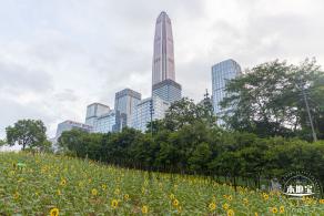 市民中心向日葵