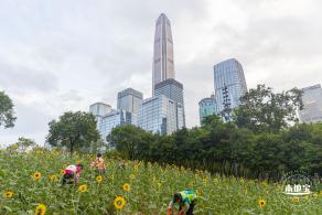 市民中心向日葵
