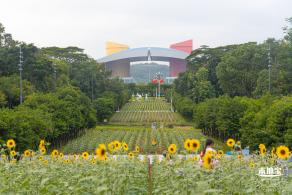 市民中心向日葵
