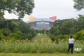 市民中心向日葵