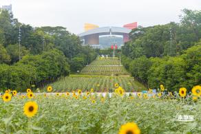 市民中心向日葵