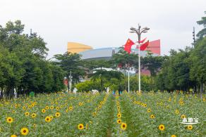 市民中心向日葵