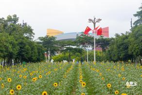 市民中心向日葵