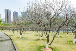 深圳梅园