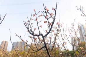 深圳梅园