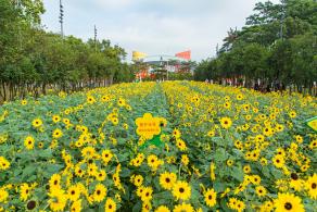市民中心向日葵