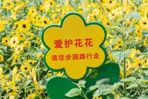 市民中心向日葵