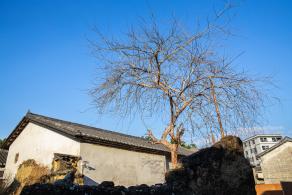 大万世居