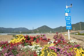 排牙山下菊花展