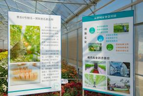 排牙山下菊花展
