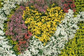 排牙山下菊花展