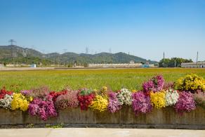 排牙山下菊花展