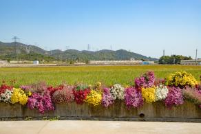 排牙山下菊花展