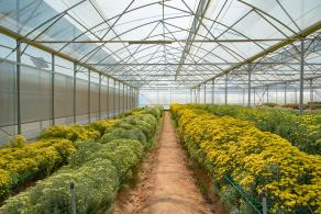 排牙山下菊花展